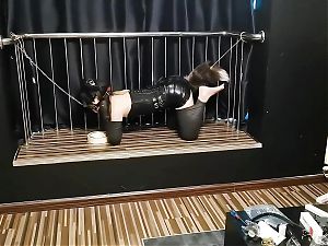Canine Slave